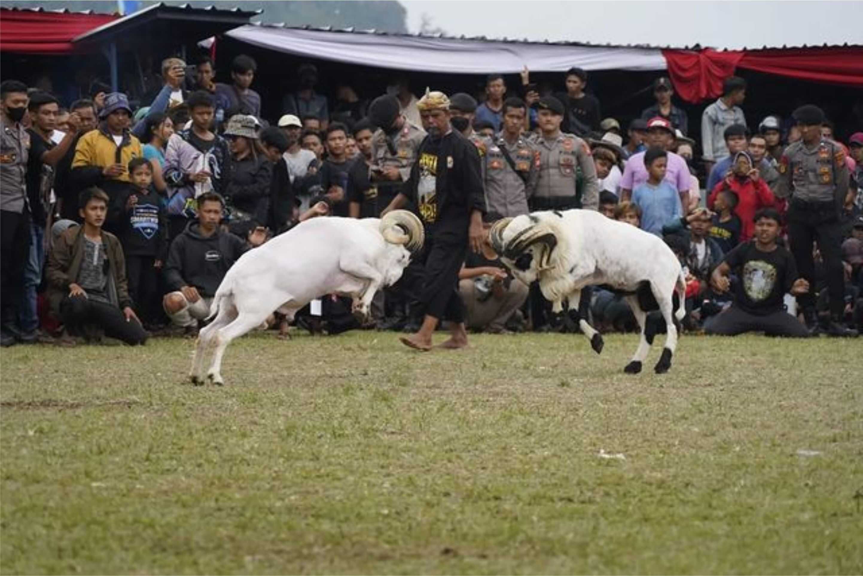 Seni Ketangkasan Adu Domba Garut Jadi Potensi Kekuatan Ekonomi di Jawa Barat
